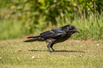 Crow standing on the grass