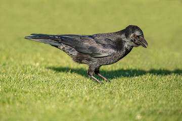 Crow, standing on the grass, close up, in Scotland in the winter