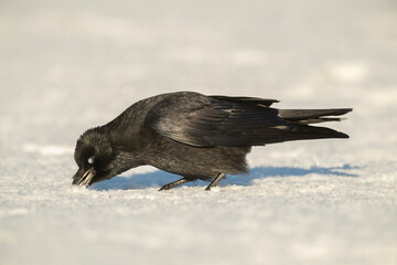 Crow eating snow, in Scotland, close up in the winter