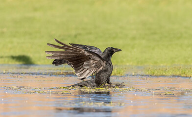 Crow flying over icy ground, close up, in Scotland in the winter