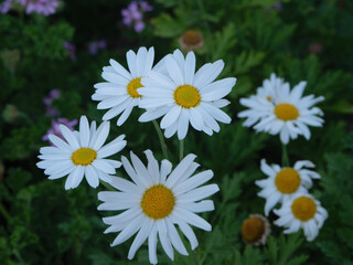 Fototapeta premium daisies in a garden