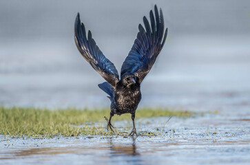 Crow, flying over the ice, close up, in Scotland in the winter