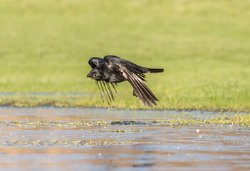Crow flying over icy ground, close up, in Scotland in the winter