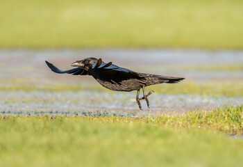 Crow flying over icy ground, close up, in Scotland in the winter