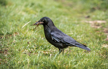 Crow, gathering material for nest building, in Scotland, in the spring