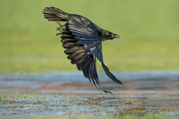 Crow flying over icy ground, close up, in Scotland in the winter
