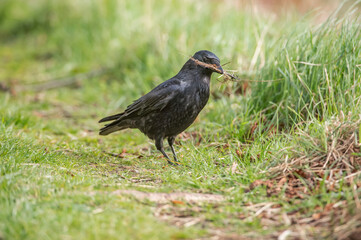 Crow, gathering material for nest building, in Scotland, in the spring