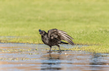 Crow flying over icy ground, close up, in Scotland in the winter