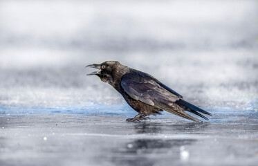 Crow squawking on the icy ground, close up, in Scotland, in the winter