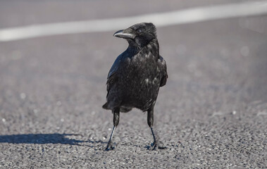 Crow, on the road, close up..