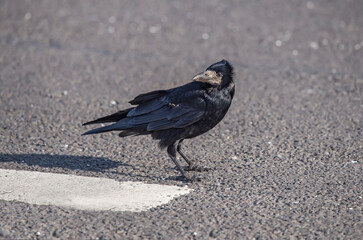 Crow, on the road, close up..