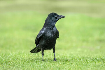 Crow, standing on the grass, close up, in Scotland in the winter