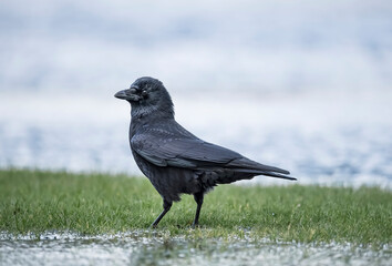 Crow, standing on a flooded field in Scotland in the winter