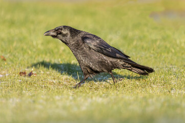 Crow on frosty grass, close up , in the winter in Scotland