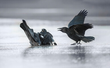 Crows, fighting on the ice, close up, in Scotland in the winter