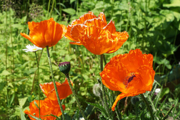 Fototapeta premium Poppy flowers at their summer cottage.