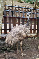 Close up of Emu or Ostrich posing and looking back at camera