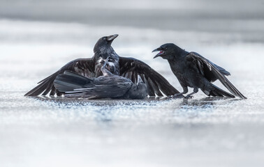Crows, fighting on the ice, close up, in Scotland in the winter