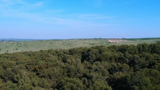 Aerial view with the drone of the forest of Bitonto, Apulia