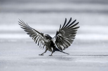 Crow landing on icy ground, close up, in Scotland in the winter