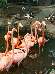 Flock of flamingos and ducks standing and swimming in a pond in Malang, East Java, Indonesia. Heads up. No people. 