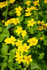 Caltha palustris oder Sumpfdotterblume im Lambsbachtal bei Homburg, Saarland