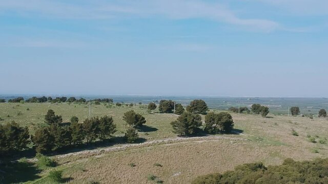 Aerial view with the drone of the forest of Bitonto, Apulia