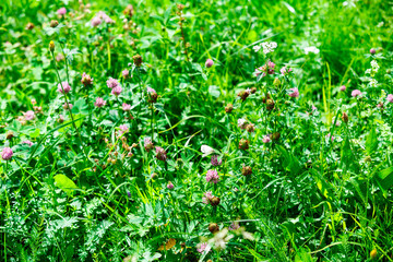 green grass and flowers