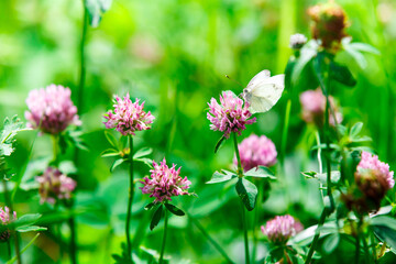 White butterfly sitting on a pink clover flower, spring green blooming wild meadow field with flowering clover on the sunlight 
