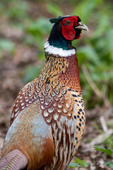 Male pheasant at Strumpshaw Fen nature reserve in Norfolk