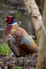 Male pheasant at Strumpshaw Fen nature reserve in Norfolk