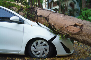 Image of a big tree that fell on a white car by strong wind storm, Insurance disaster or car...