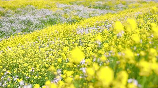 揺れる菜の花畑