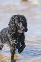 The dog stands in the water. Black spaniel.