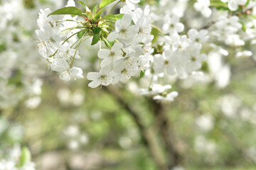 Branches of blossoming cherry. Beautiful floral spring background of nature.. bees pollinate flowers. For easter and spring greeting cards with copy space. soft focus