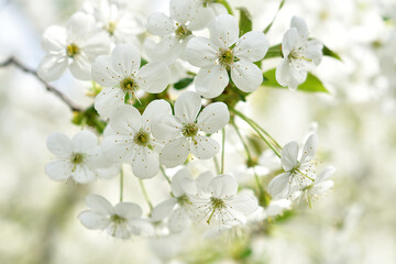 Branches of blossoming cherry. Beautiful floral spring background of nature.. bees pollinate flowers. For easter and spring greeting cards with copy space. soft focus