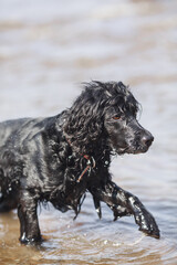The dog stands in the water. Black spaniel.