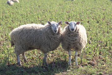 Fototapeta premium Sheep grazing in field at laming time In spring In North Yorkshire UK