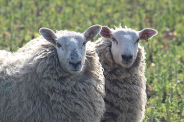 Sheep grazing in field at laming time In spring In North Yorkshire UK
