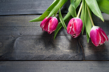 pink tulips on wooden background