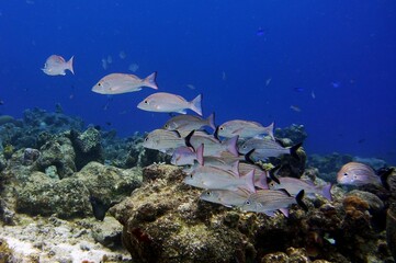 Fototapeta na wymiar School of fish swimming in the reef, deep blue ocean in the background