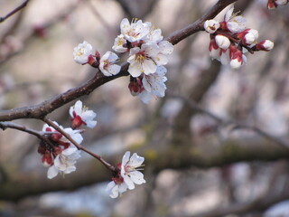 Blooming tree, early spring, beautiful view attracts the eye, romantic mood, desire for freedom and a walk