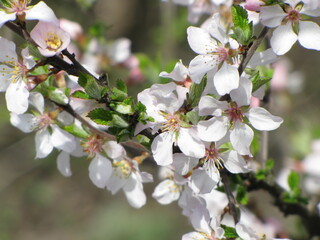 Blooming tree, early spring, beautiful view attracts the eye, romantic mood, desire for freedom and a walk