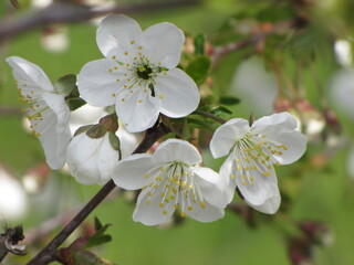 Blooming tree, early spring, beautiful view attracts the eye, romantic mood, desire for freedom and a walk