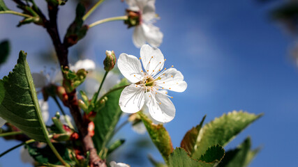 Apple Blossoms on a tree en background forest 10