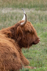 Highland cattle at Strumpshaw Fen nature reserve on the Norfolk Broads