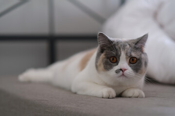 close up funny British shorthair cat lying on bed, looking at camera