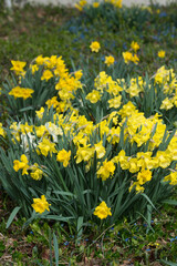 Fototapeta premium large cluster of yellow daffodils in bloom