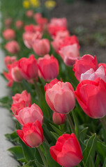 coral pink tulips in bloom