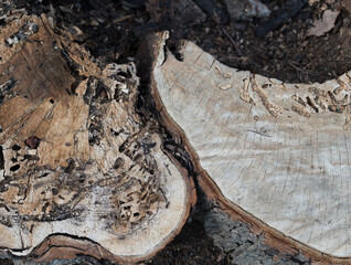 old horse chestnut stump on the ground, featuring detail of worm holes